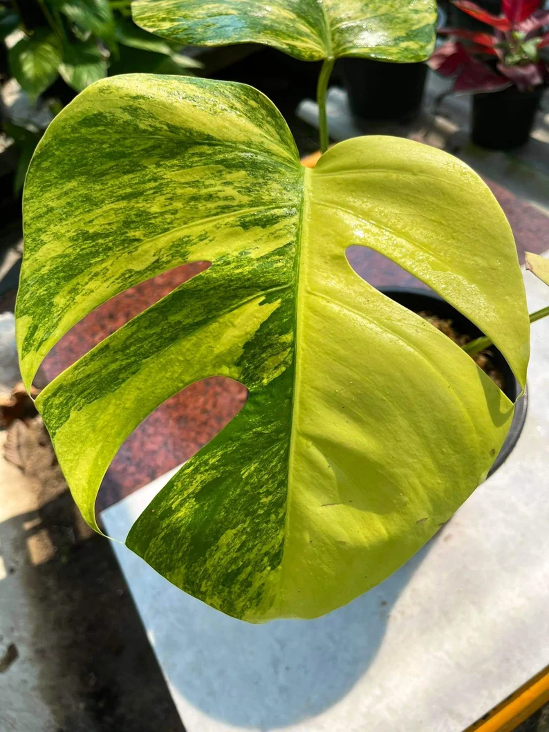 Monstera AUREA Variegated Borsigiana Live Plant Fully Rooted Monstera AUREA Variegated Borsigiana Live Plant Fully Rooted