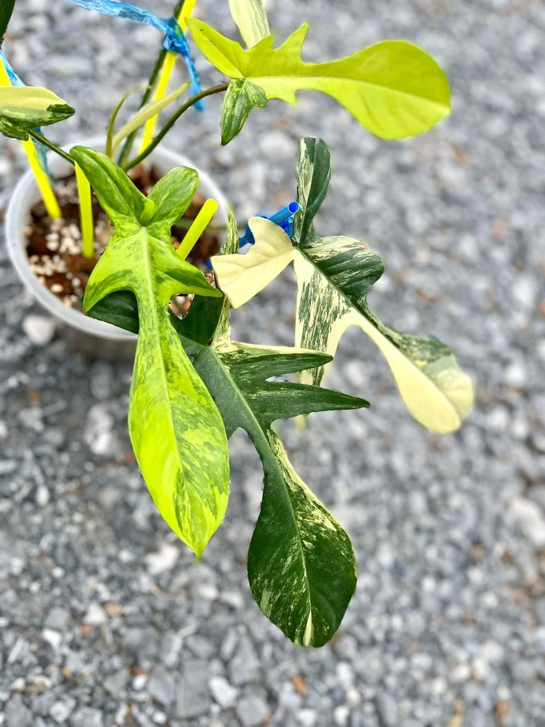 il_794xN.3839589813_7a4i