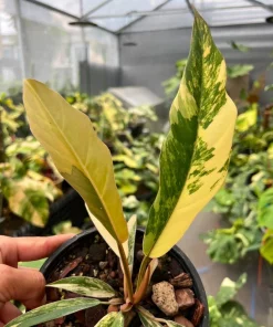 Philodendron Caramel Marble Variegated Fully Rooted Baby Plant