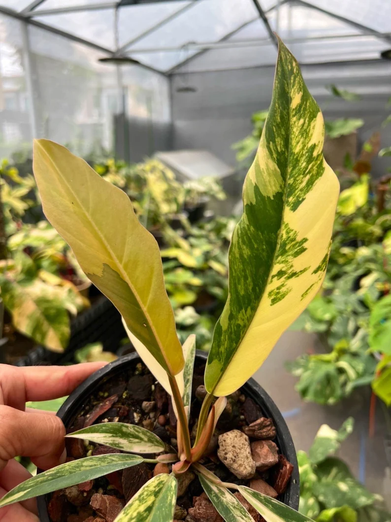 Philodendron Caramel Marble Variegated Fully Rooted Baby Plant