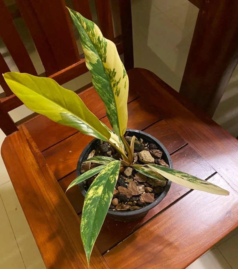 il_794xN.3845442073_qfkw