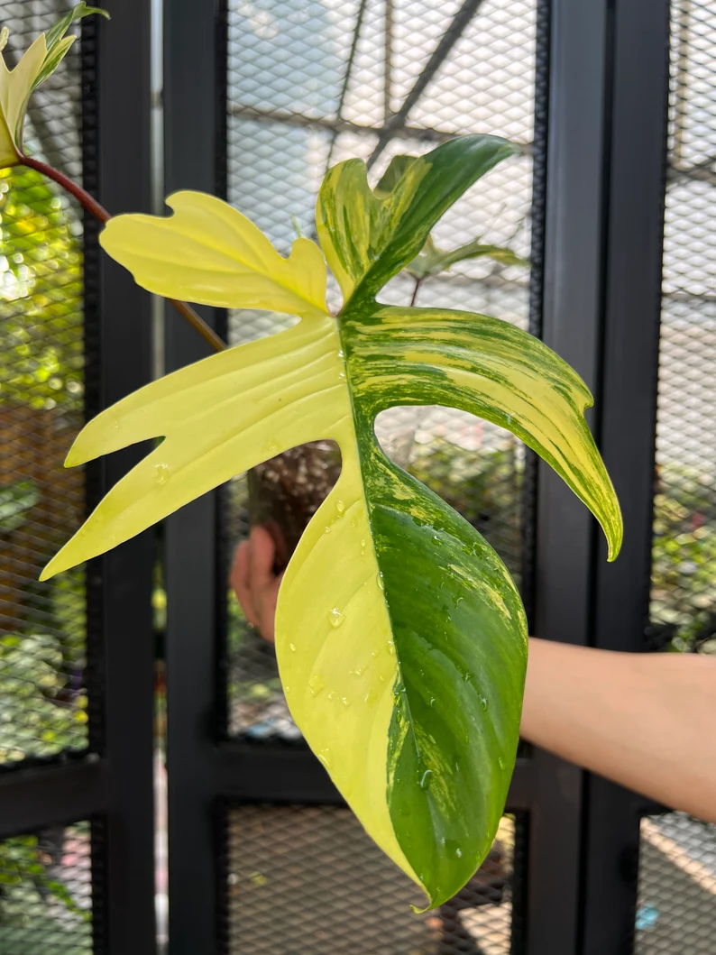 il_794xN.3846343075_cgf4