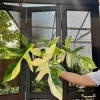 Philodendron Florida Beauty Variegated Fully Rooted Plant 4 big leaves