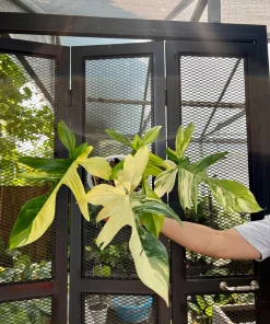 Philodendron Florida Beauty Variegated Fully Rooted Plant 4 big leaves