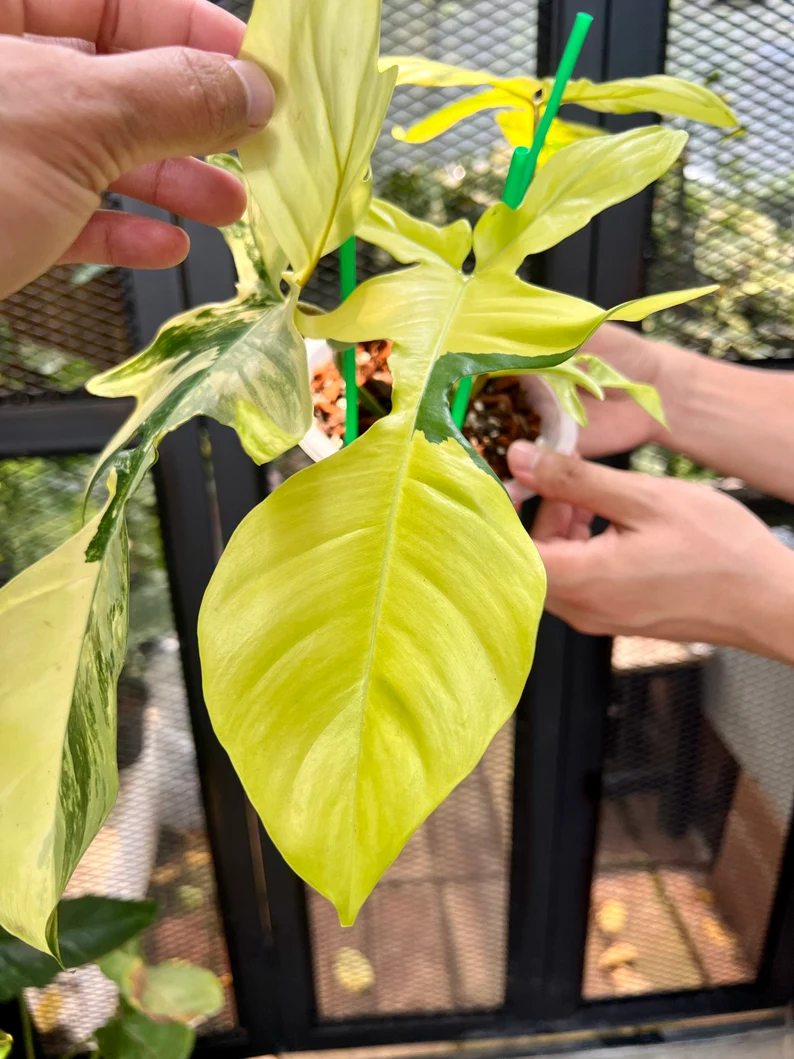 il_794xN.3846439993_cqod