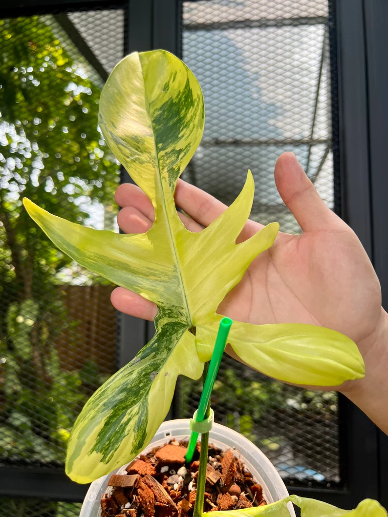 il_794xN.3846440013_r2yw