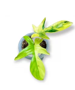 Philodendron Florida beauty varigated