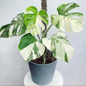 Monstera albo variegata