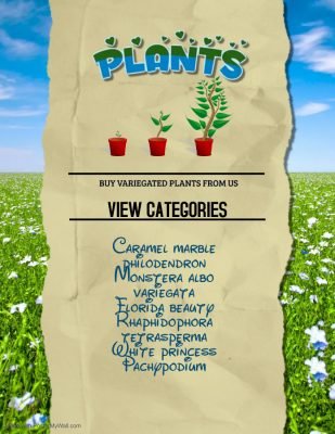 Variegated plants for sale