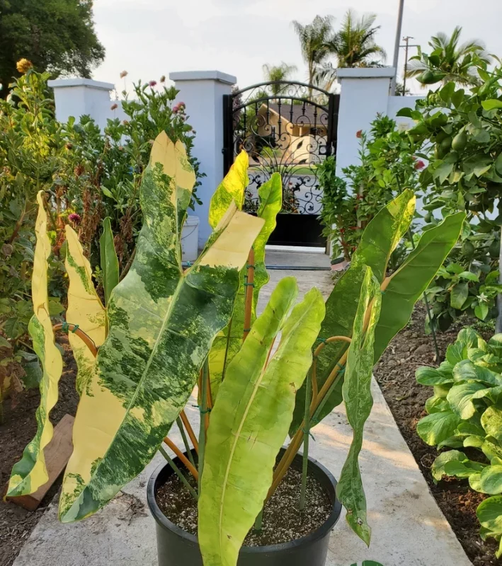 Philodendron Billietiae Variegated