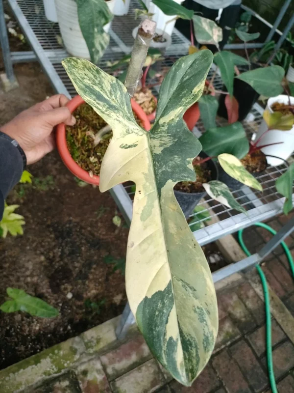 Philodendron Bipennifolium Variegated