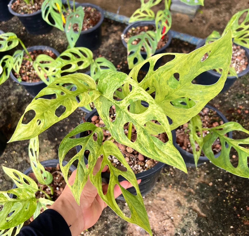 Monstera Adansonii Variegated