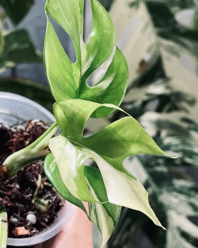 Rhaphidophora tetrasperma