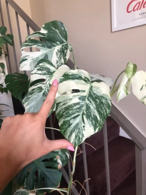monstera albo for sale