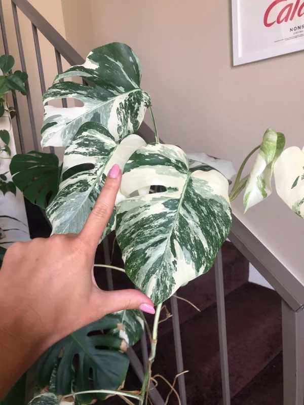 monstera albo for sale