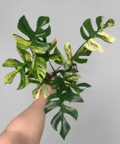 variegated rhaphidophora tetrasperma